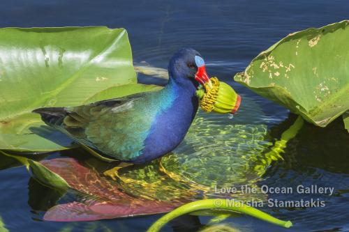 Purple Gallinule